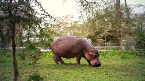 large hippo in a riverside landscape with trees and greenery