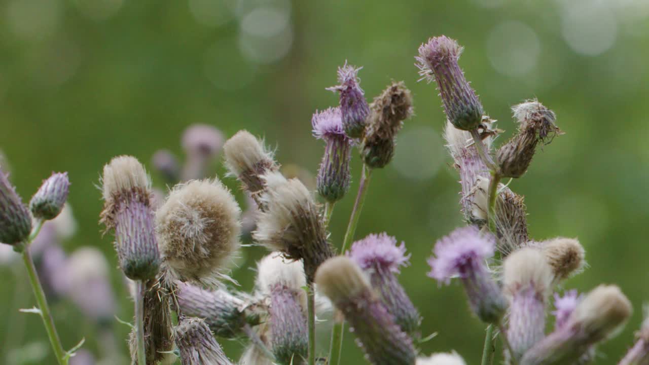 Primo piano macro di fiori di cardo viola e capolini che si muovono delicatamente in un prato estivo.