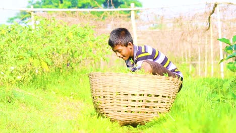young child labor worker collecting grass in woven basket in bangladesh at sunny garden