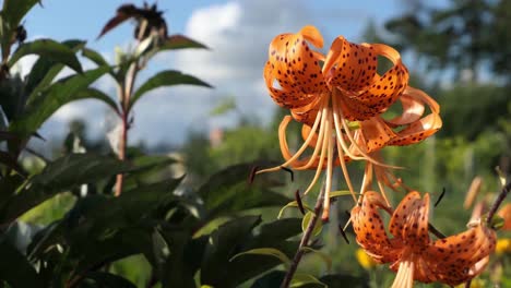 Tiger-lily-in-garden,-striking-orange-flower-with-spotted-petals