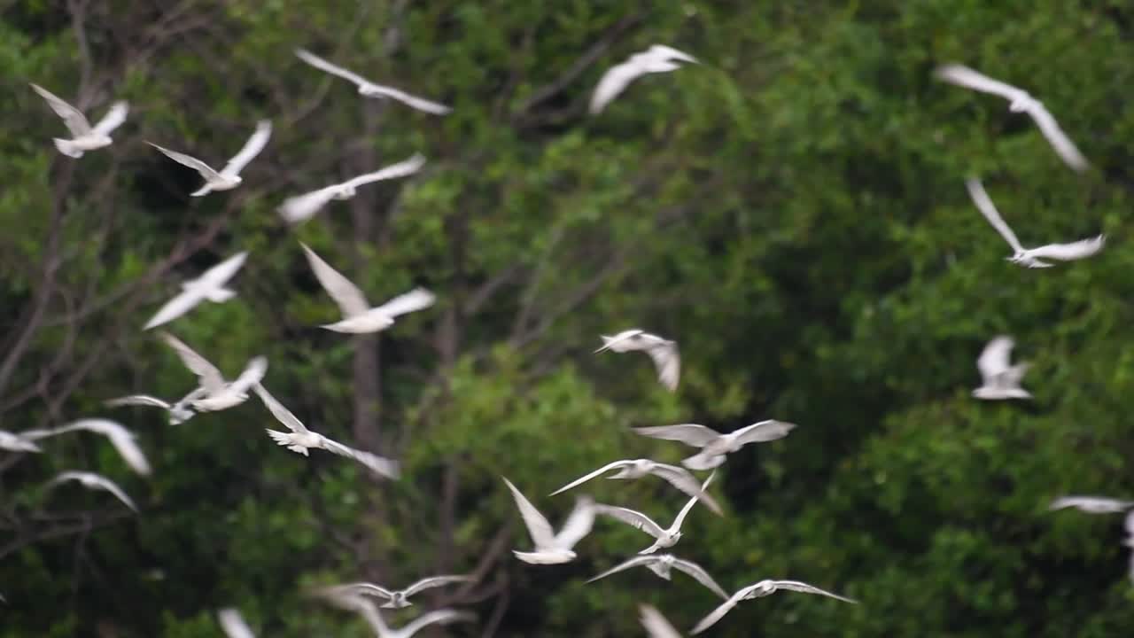 제비갈매기는 전 세계 바다, 강 및 기타 더 넓은 수역에서 볼 수 있는 바닷새입니다.