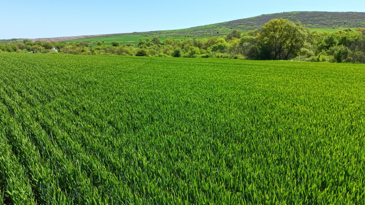 Campo di grano in crescita sotto un cielo blu con colline verdi sullo sfondo in una giornata di sole.