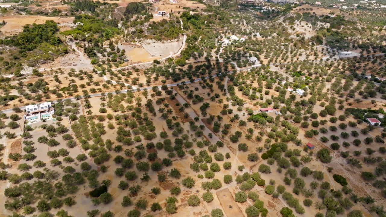 Aerial tracking shot overlooking olive trees, on the countryside of sunny Greece