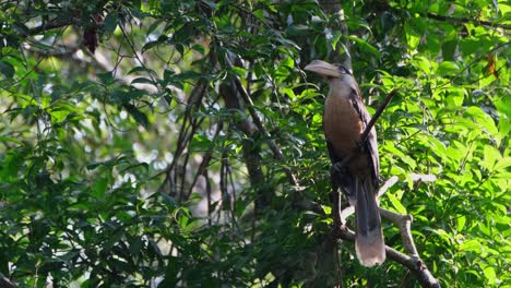 Cálao-Marrón-De-Austen,-Anorrhinus-Austeni,-Parque-Nacional-De-Khao-Yai