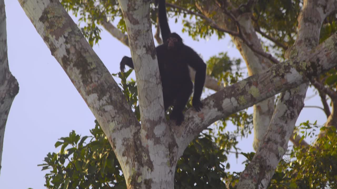 In Peru’s lush rainforest, a black spider monkey mother cradles her baby while navigating the canopy.