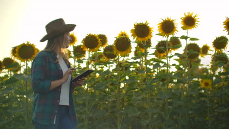 a girl walks across a field with large sunflowers and writes information about it in her electronic tablet.