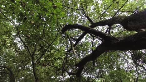 pan shot, a shady tree with green leaves