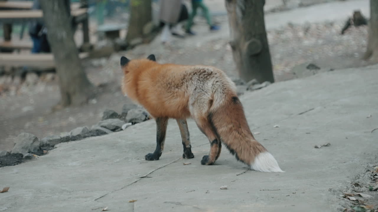 лиса с любопытством смотрит на прогуливающихся туристов в деревне лис дзао в мияги, япония