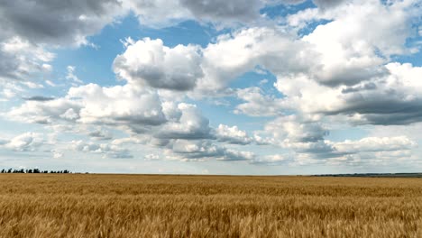 beautiful summer time lapse in a field with wheat. video loop