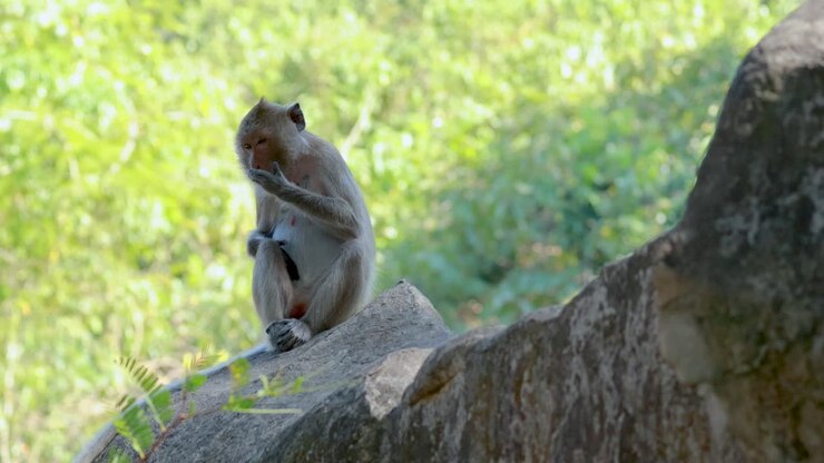 Monkey on a rock in the forest