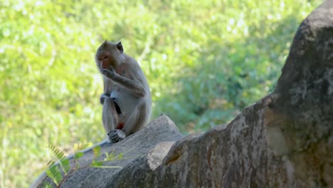 monkey on a rock in the forest