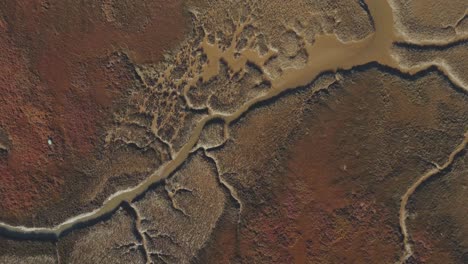 river streams through marshland give illusion of mycelium fungus