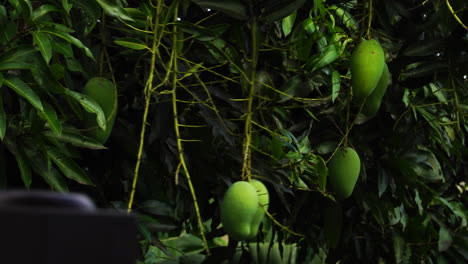 mangos verdes sin madurar colgando del árbol