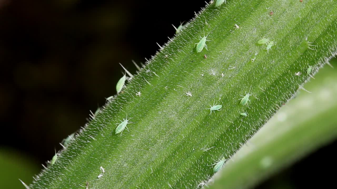 Greenfly or Aphids on the stem of a Courgette leaf