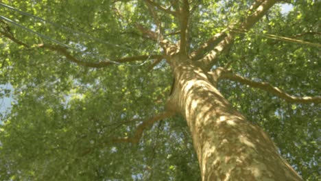 abseiling down a tree at high speed