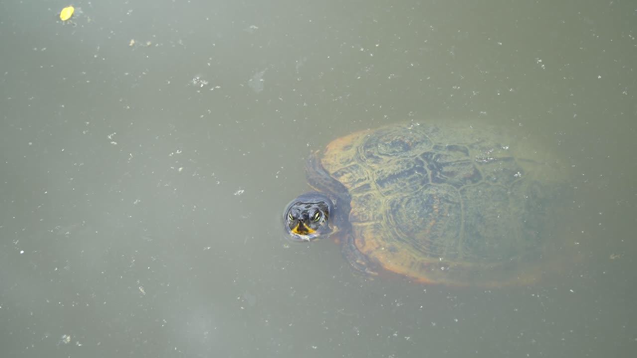 Close-up of a European pond turtle floating on the water surface and looking around