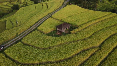 small hut at the middle of jatiluwih rice paddies in northern bali, indonesia