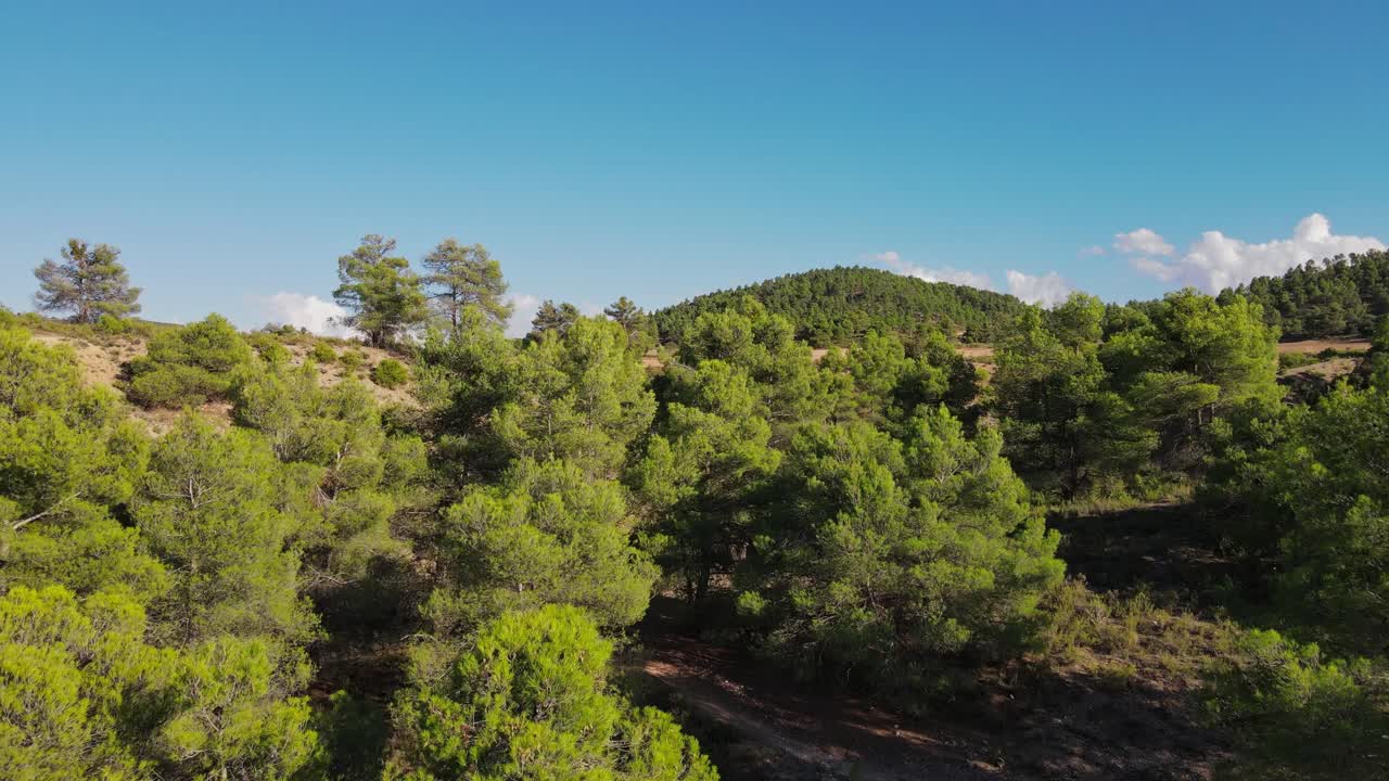 Calda giornata estiva con paesaggio coperto da pini d'Aleppo in Spagna, vista aerea