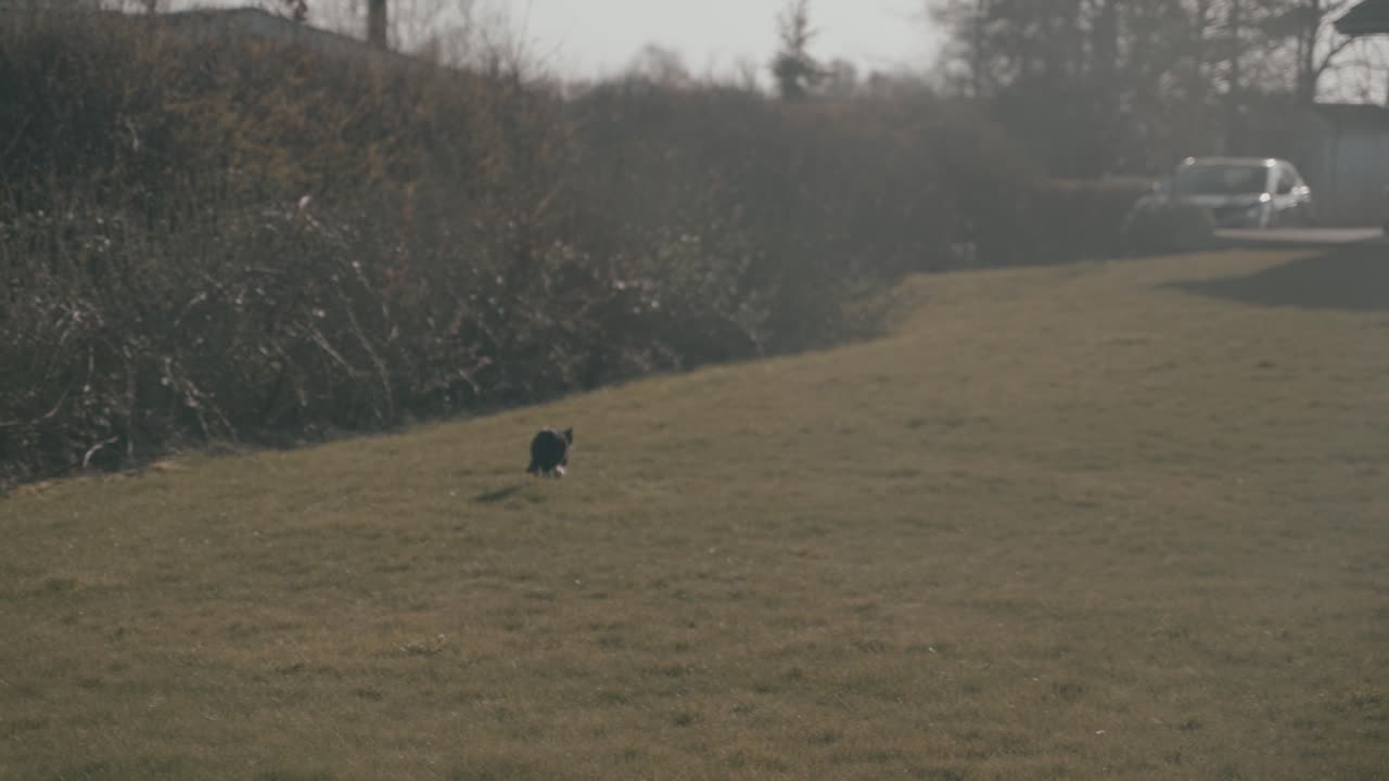 Kat spurter over græsset i slow motion