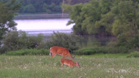 Venado-De-Cola-Blanca-Y-Leonado-Alimentándose-En-Un-Campo-De-Hierba-A-La-Luz-De-La-Tarde