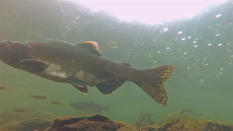 underwater under a salmon swimming at lake eva on baranof island in alaska