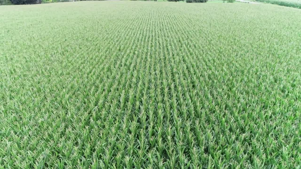 disparo de drone de trigo que crece en tierras de cultivo