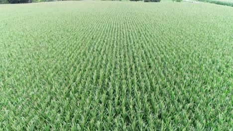 drone shot of wheat growing on farmland