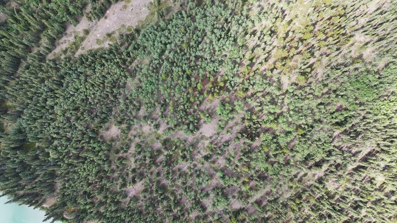 Dynamic aerial view of a dense forest canopy teeming with vibrant green trees and scattered open patches in Alaska, conveying a sense of wild, untouched nature from above