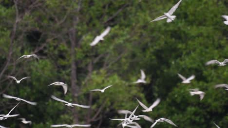 Terns-are-seabirds-that-can-be-found-all-throughout-the-world-at-sea,-rivers,-and-other-wider-bodies-of-water