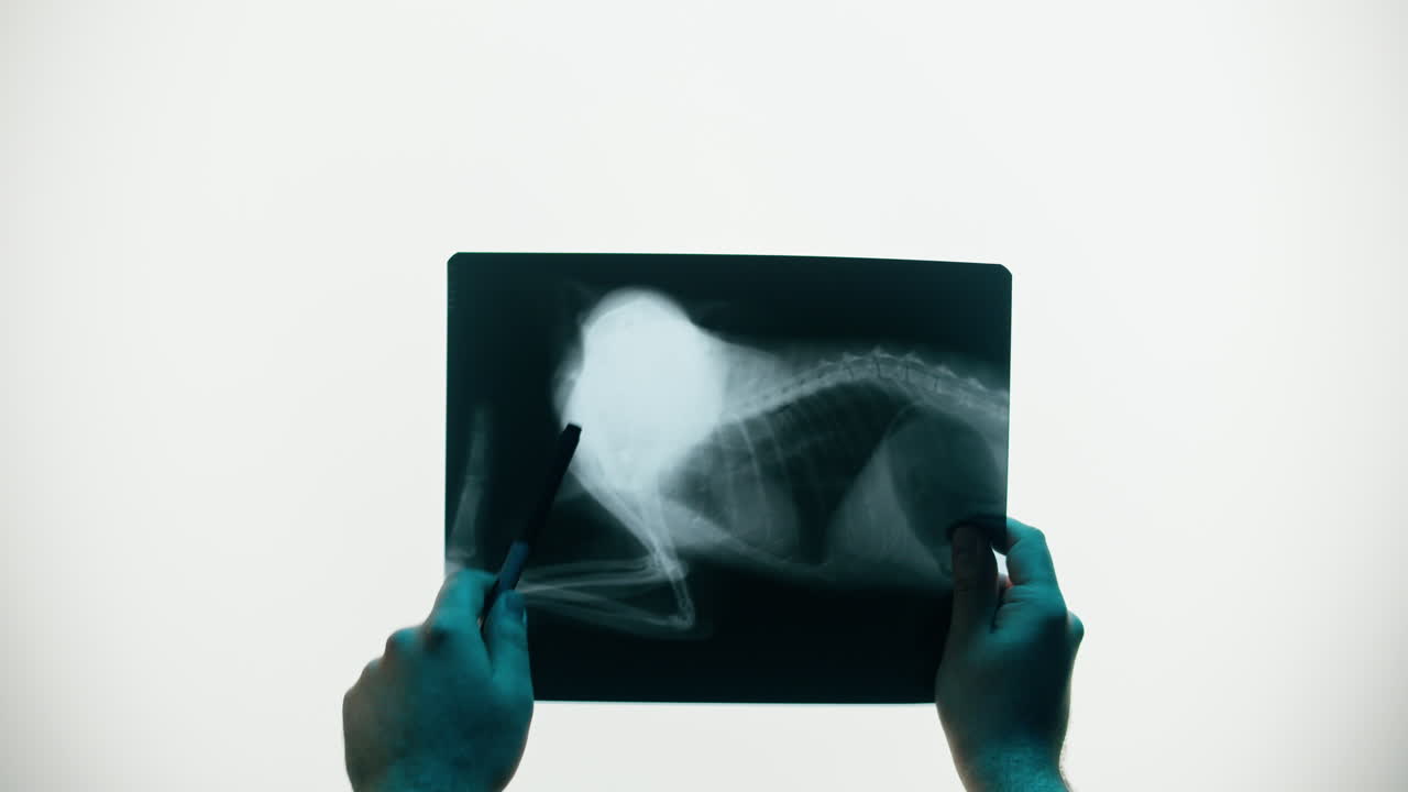 Veterinarian's Hands Examining Pet X-ray Film