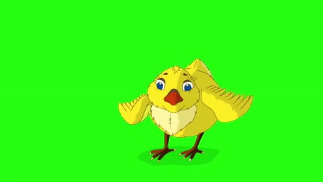 little yellow chicken stands and pecks (chroma key)