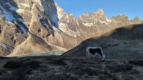 wide view of a black and white yak peacefully grazing on a grassy slope in the himalayas, showcasing the serene beauty of these majestic animals in their natural habitat