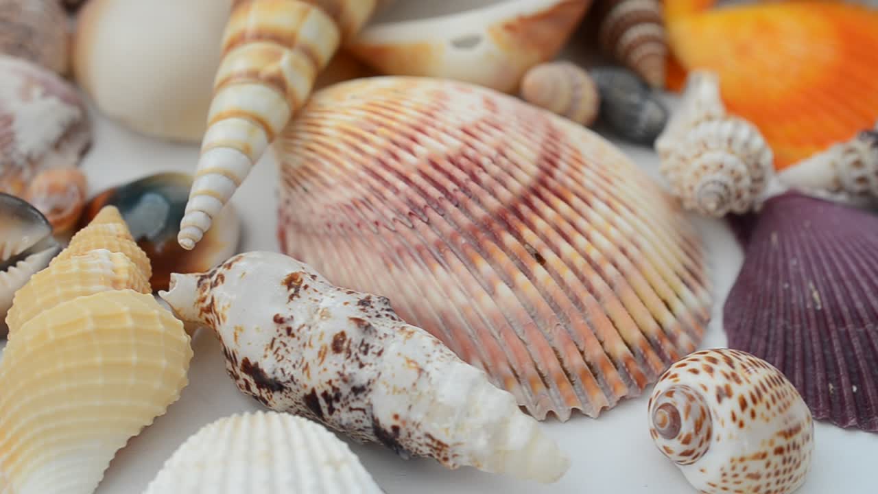 Shooting of cockleshells on a white background. Shooting in the movement