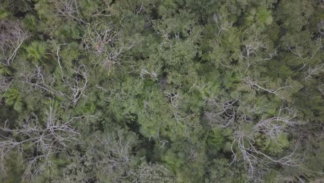 aerial view of mexican jungle