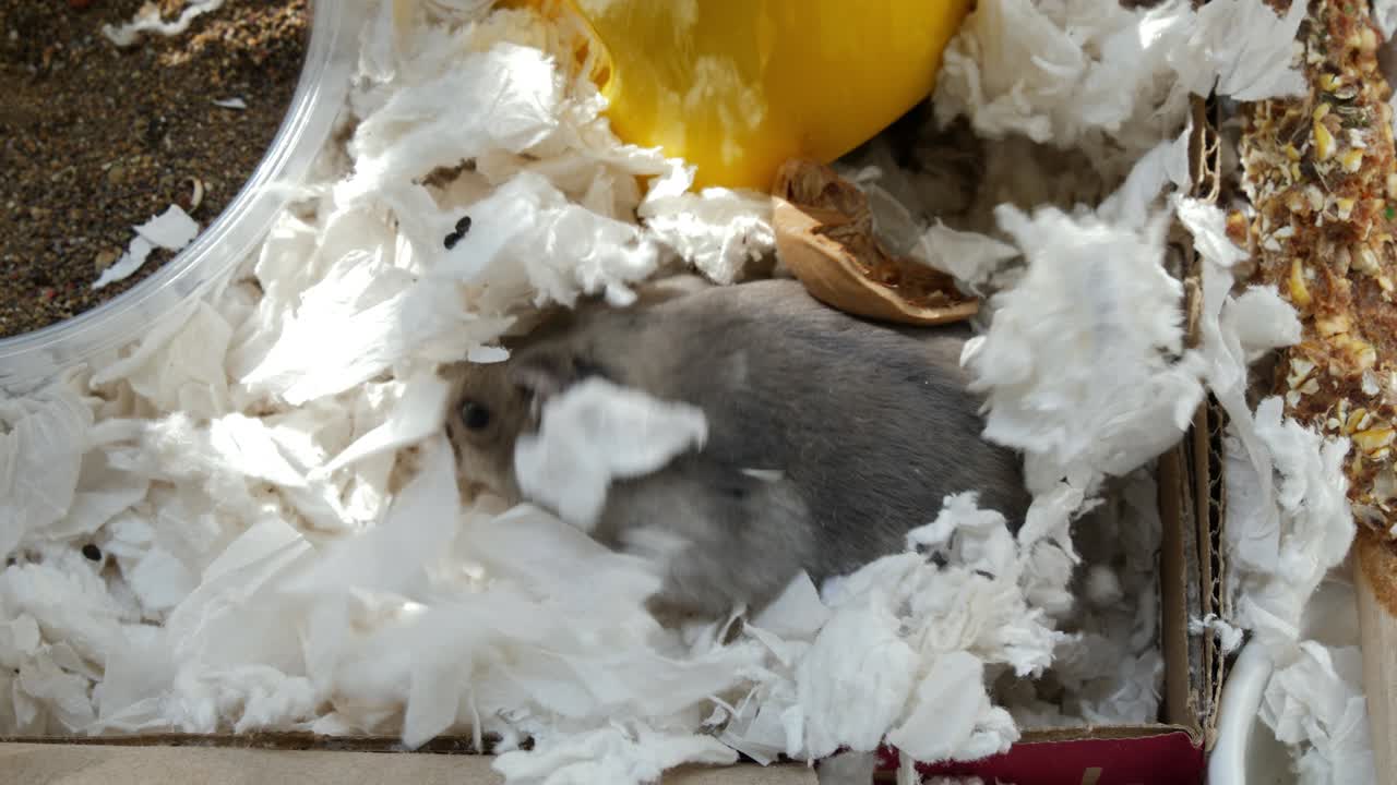 햄스터, 4k 비디오, 울트라 hd