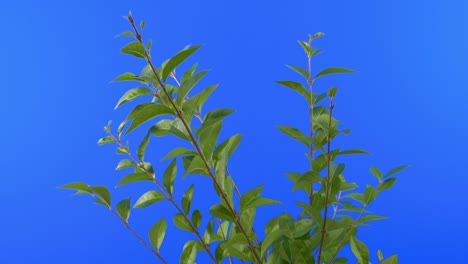 top of bush in breeze bluescreen isolated