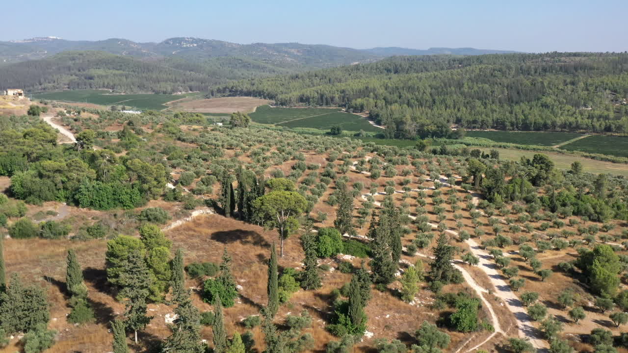 Olive Grove and Pine Forest, Latrun Israel Drone View