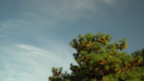 korean pine tree in the garden of seoul grand park in autumn