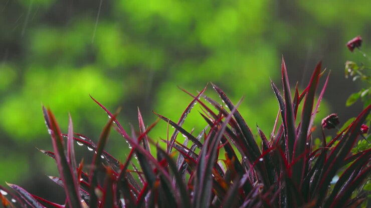 Cordyline 'Pink Passion' sotto una pioggerella delicata