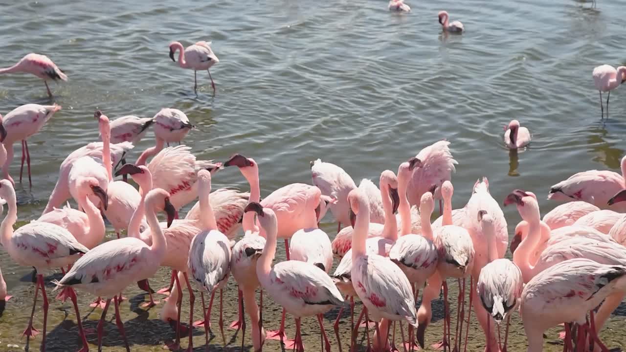 물 속 의 플라밍고 무리