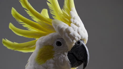 close-up of a yellow-crested cockatoo