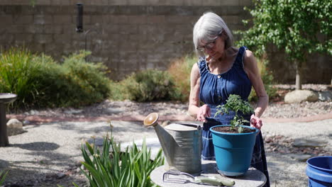 Una-Hermosa-Abuela-Jardinera-Plantando-Una-Planta-De-Tomate-Orgánico-En-Un-Soleado-Patio-Trasero-A-Cámara-Lenta