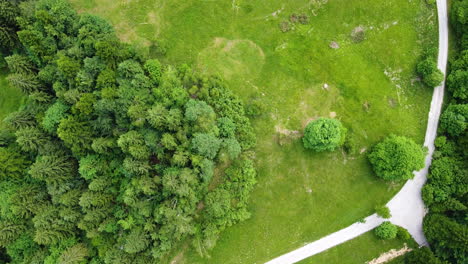 Bosque-De-Abetos-Y-Pradera-Birdview-Del-Parque-Nacional-Risnjak