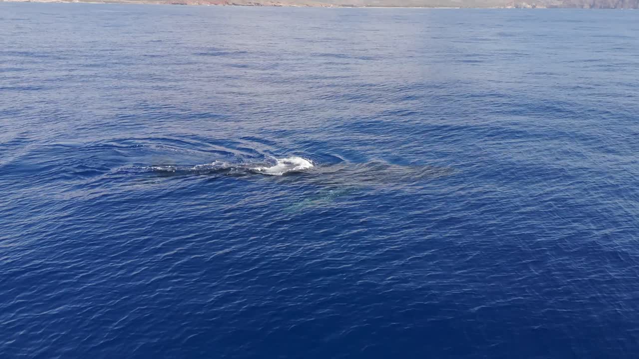 4K CGI aerial footage of a humpback whale blowing in Hawaii—perfect for whale watching, marine wildlife, and ocean conservation visuals.