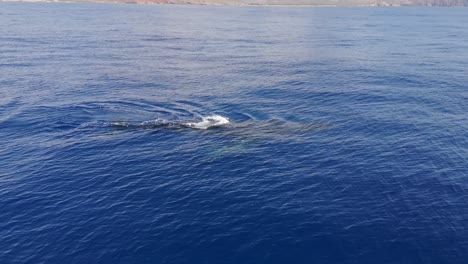4k cgi aerial footage of a humpback whale blowing in hawaii—perfect for whale watching, marine wildlife, and ocean conservation visuals.