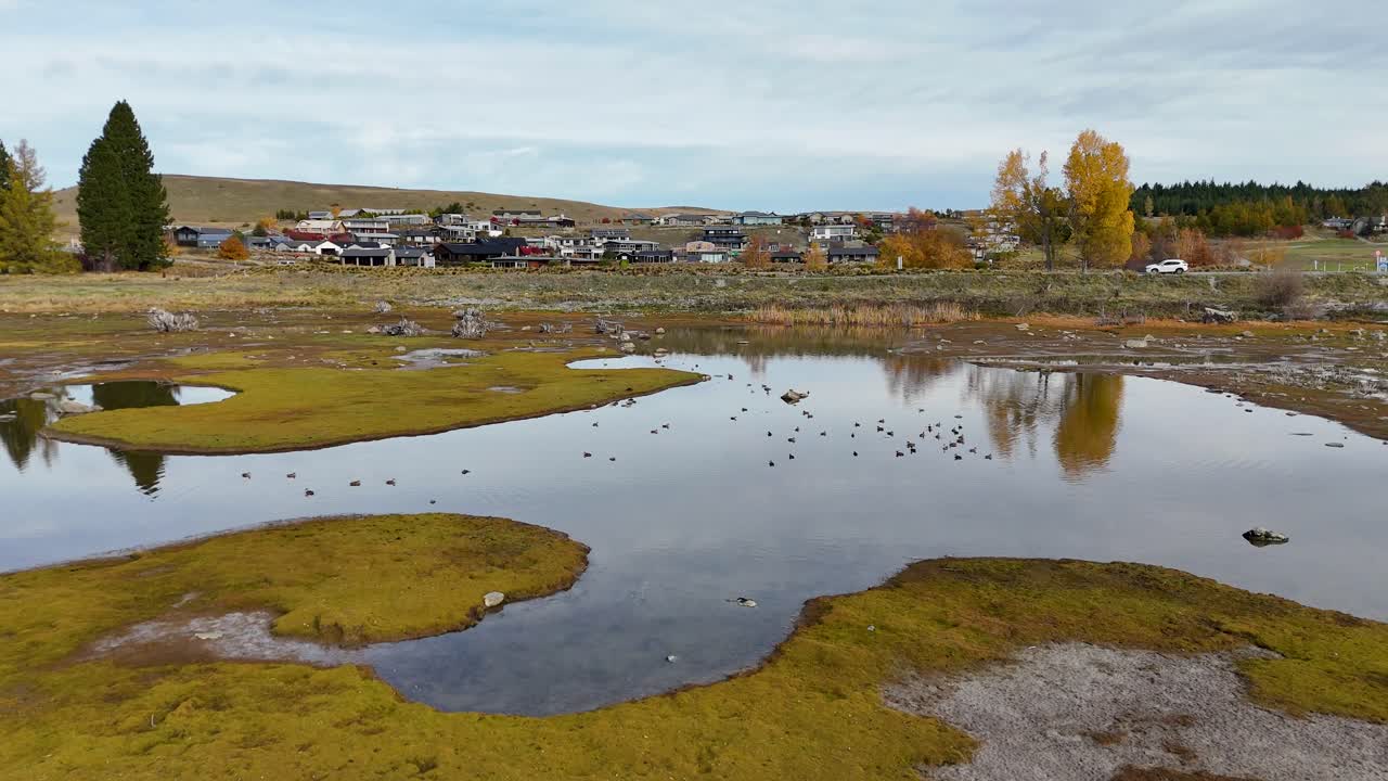 Aerial footage captures ducks swimming on Lake Tekapo, surrounded by scenic landscapes and reflections under soft daylight