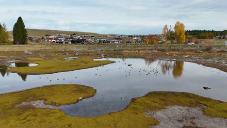 Aerial footage captures ducks swimming on Lake Tekapo, surrounded by scenic landscapes and reflections under soft daylight