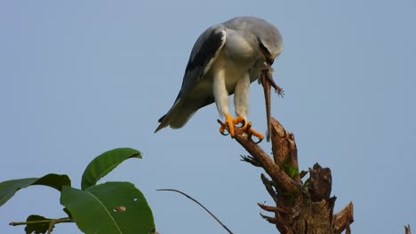 black shoulder kite eating lizard .