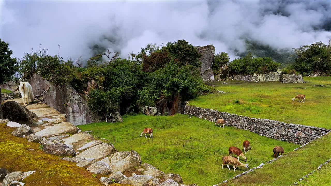 Altopiani di Machu Picchu Lama Alpaca che si nutrono circuito turistico paesaggio soleggiato nebbia mattinata nuvolosa Perù Perú stagione delle piogge Ande peruviane terrazza a strati Tempio Inca Santuario giungla verdeggiante lussureggiante animali