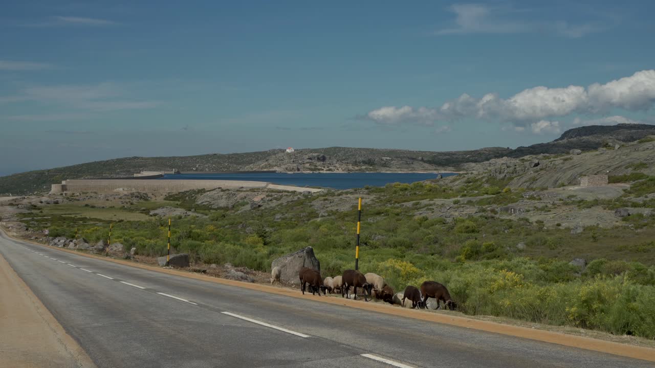 양 들 이 멀리 있는 호수 와 함께 바위  의 산악 지형 에 있는 도로  에서 먹이 를 먹고 있다